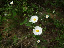 Image of salvia cistus