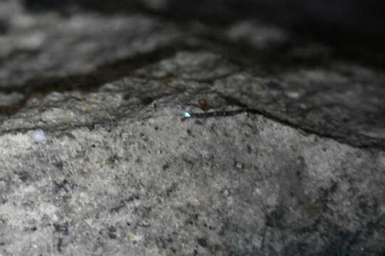 Image of Arachnocampa richardsae Harrison 1966