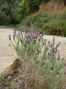 Image of French lavender