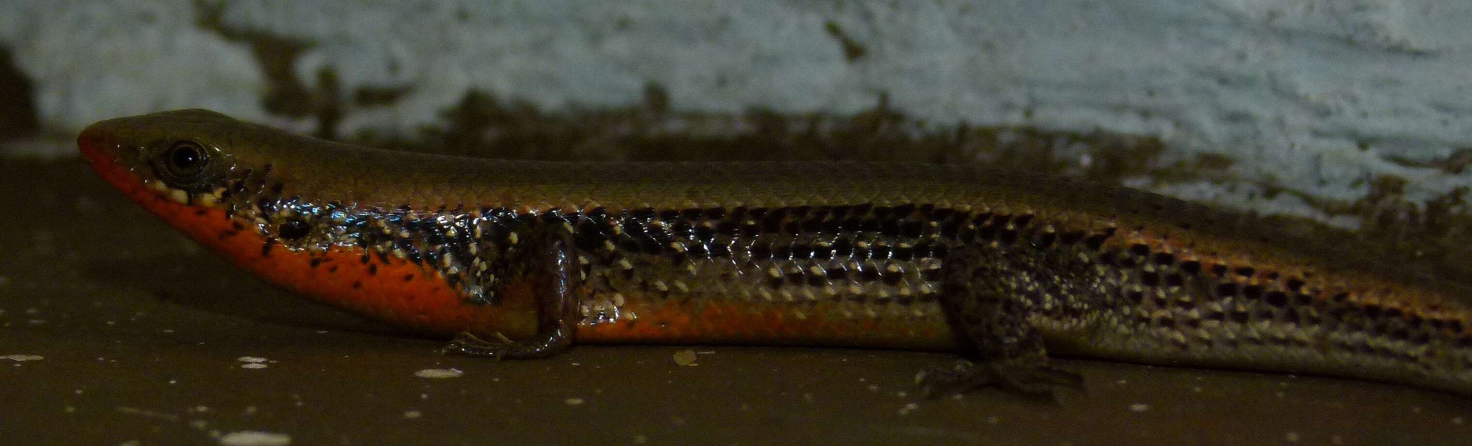 Imagem de Eutropis macularia (Blyth 1853)