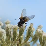 Image of house fly