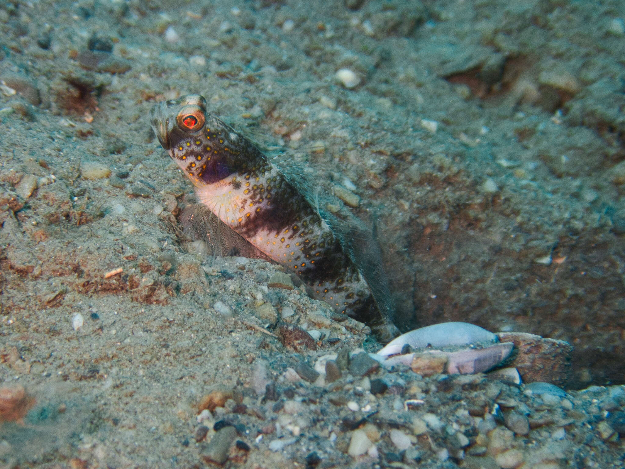 Image of Butterfly shrimpgoby