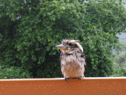 Image of Kookaburra