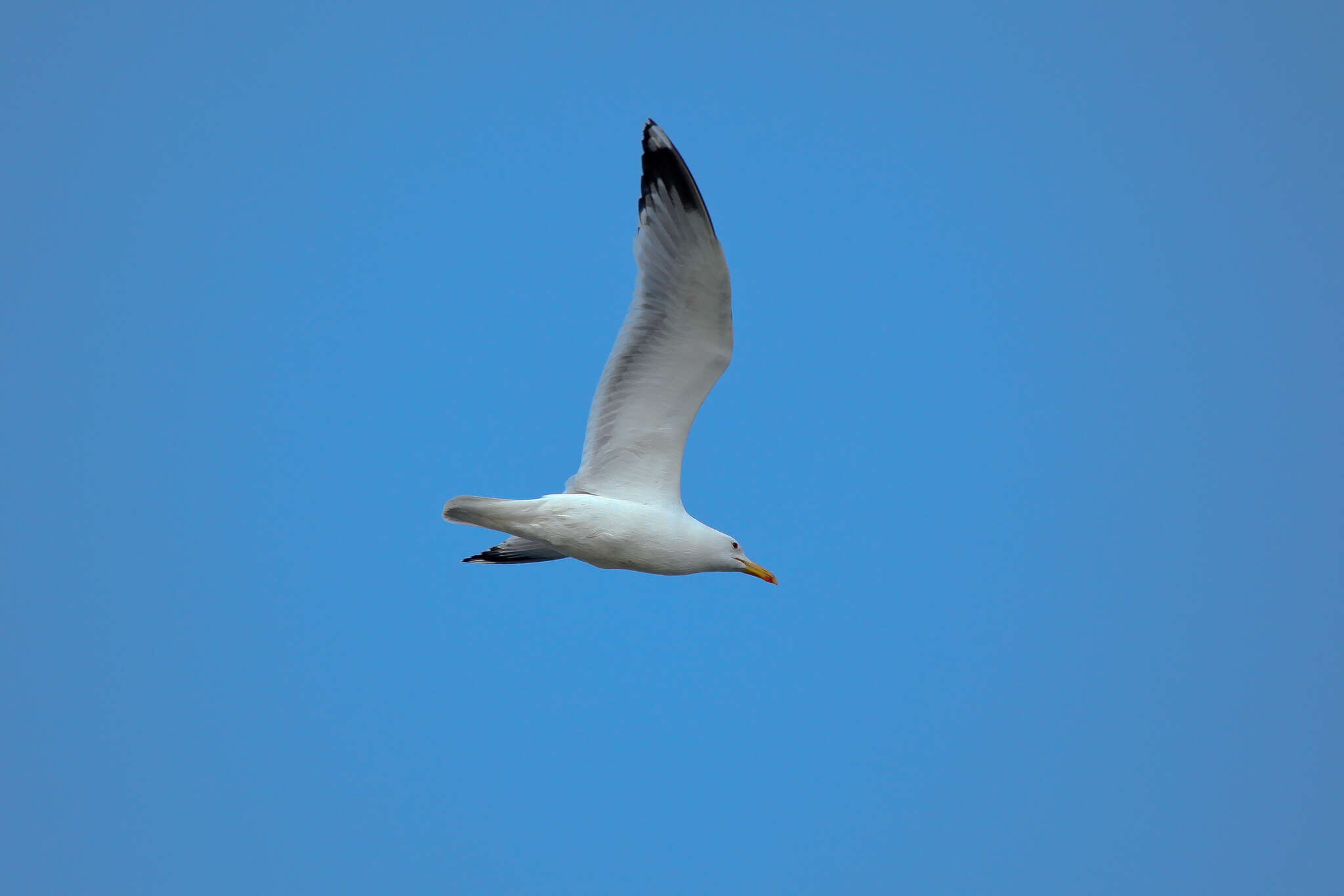 Image of Caspian Gull