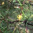 Image of Persoonia nutans R. Br.