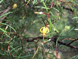 Plancia ëd Persoonia nutans R. Br.