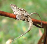 Image of Bahaman brown anole