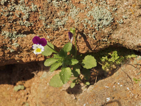 Слика од Viola arvensis Murray