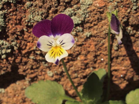 Слика од Viola arvensis Murray