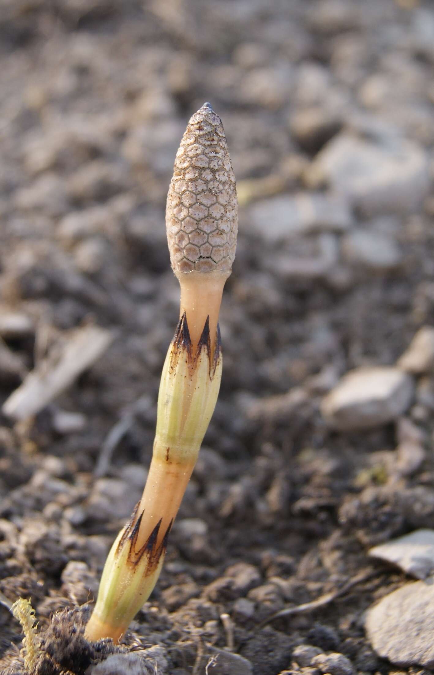 Image of field horsetail