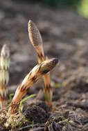 Image of field horsetail