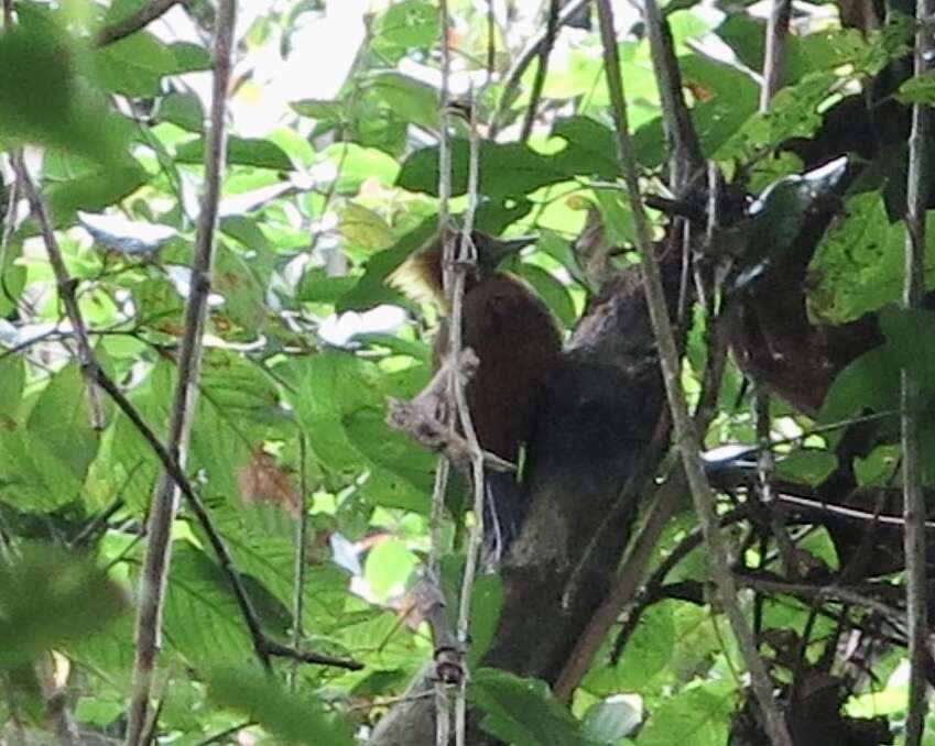 Image of Checker-throated Woodpecker