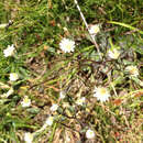 Image of white hawkweed