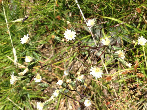 Plancia ëd Pilosella albiflora (Hook.) Sch. Bip.