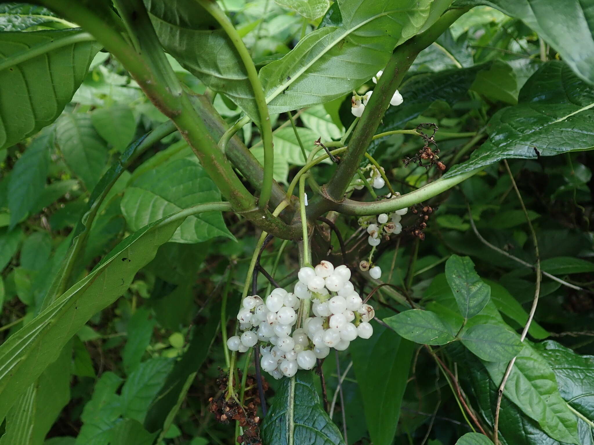 Imagem de Tournefortia filiflora Griseb.