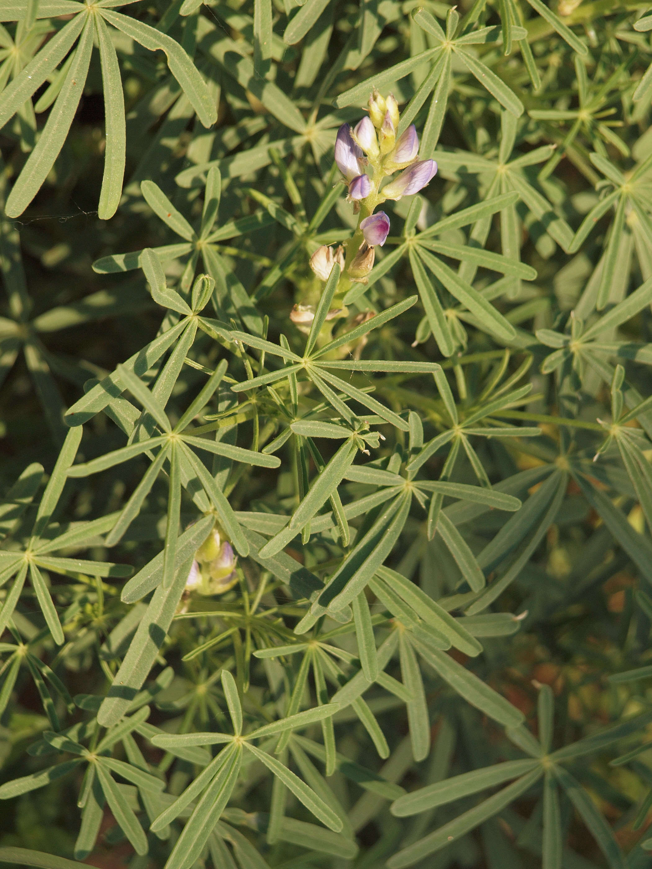 Image of narrowleaf lupine