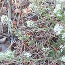 Image of Lepidium subulatum L.