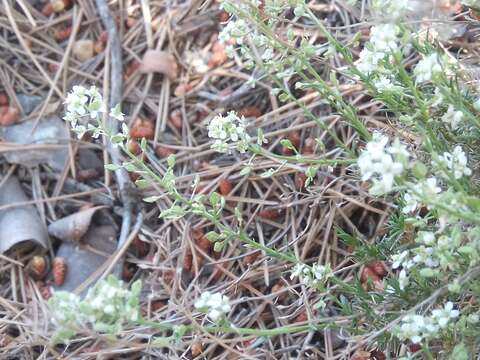 Image of Lepidium subulatum L.