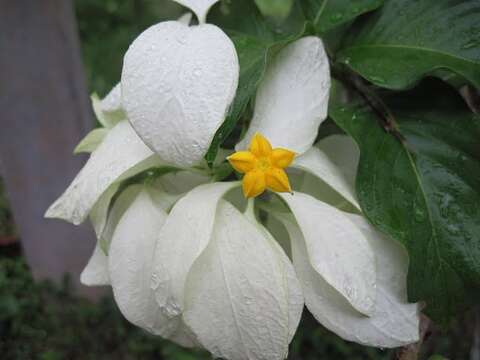 Image of Mussaenda philippica A. Rich.