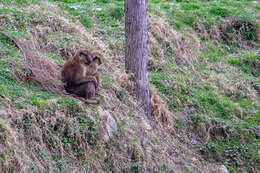 Image of Assam Macaque