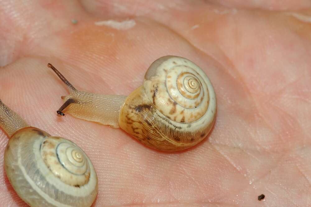 Image of Carthusian snail