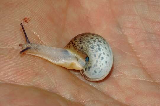 Image of Carthusian snail