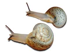 Image of Carthusian snail