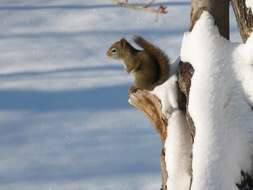 Image of pine squirrel