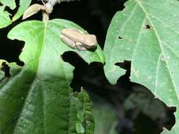 Image of Lesser Treefrog