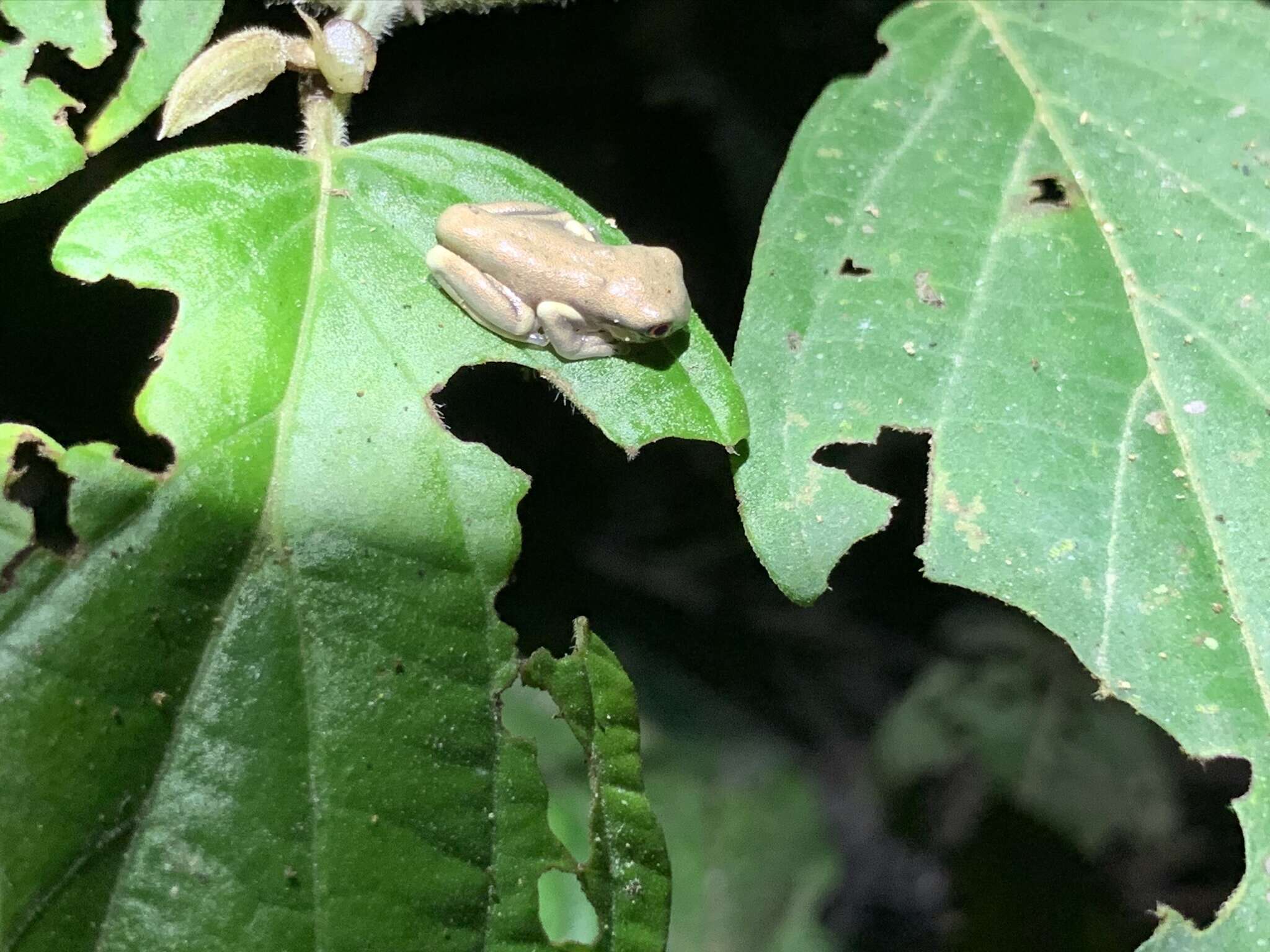 Image of Lesser Treefrog