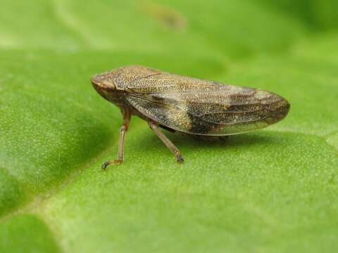 Image of European Alder Spittlebug