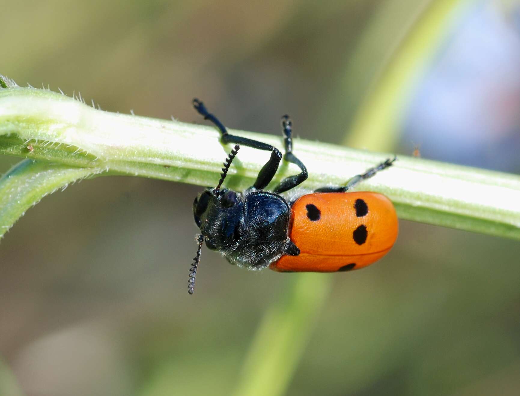 Image of Lachnaia sexpunctata