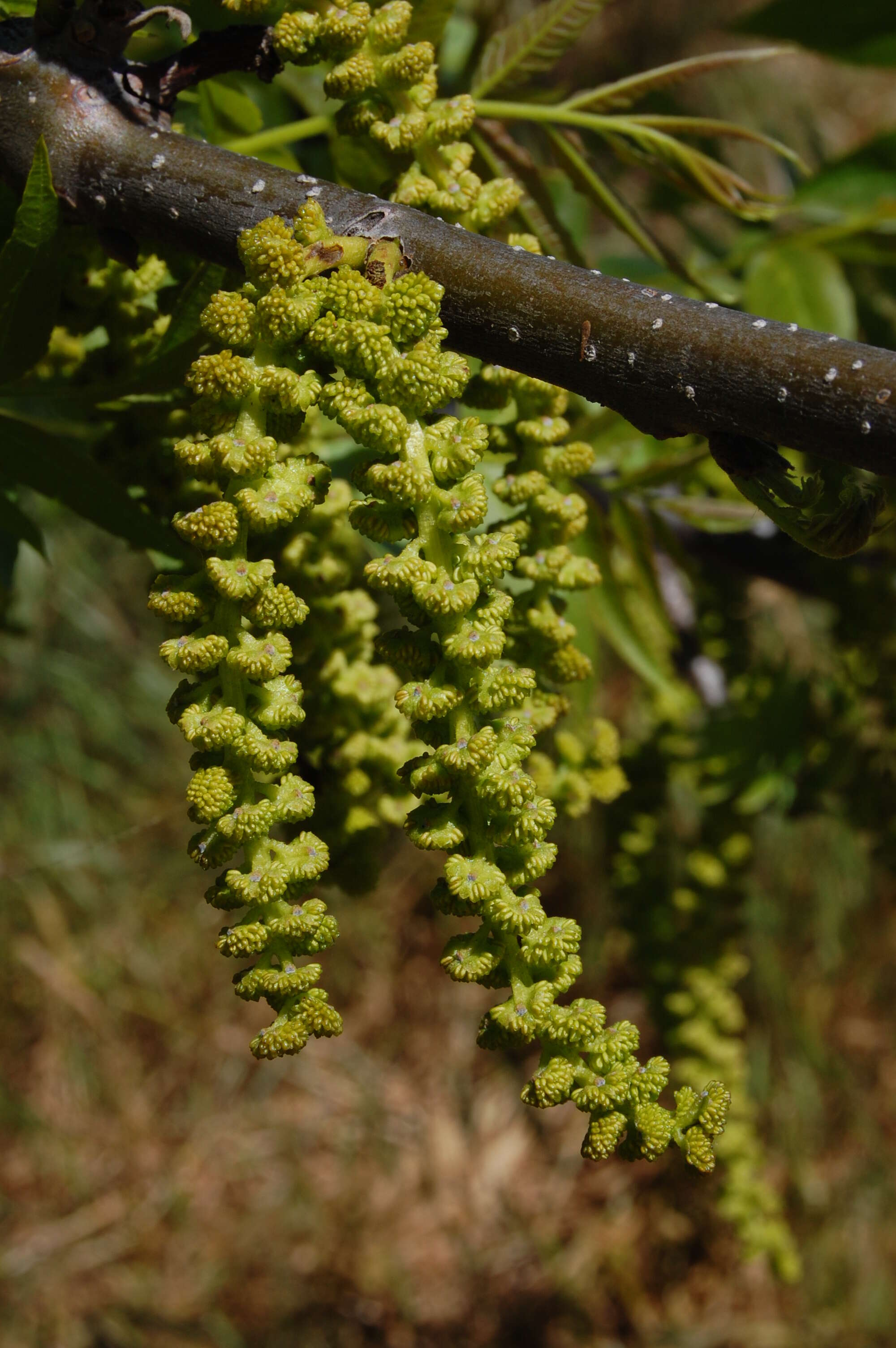 Image of Northern California Black Walnut