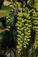 Image de Juglans californica S. Wats.