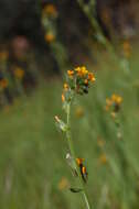 Image of Menzies' fiddleneck