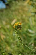 Image of Menzies' fiddleneck