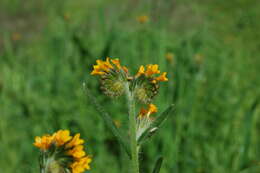 Image of Menzies' fiddleneck