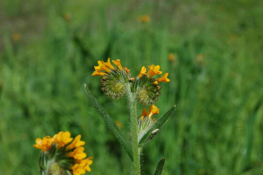 Image of Menzies' fiddleneck