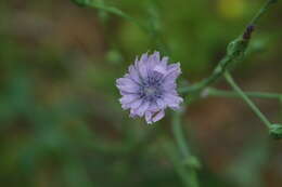 Image of Cichorium pumilum Jacq.