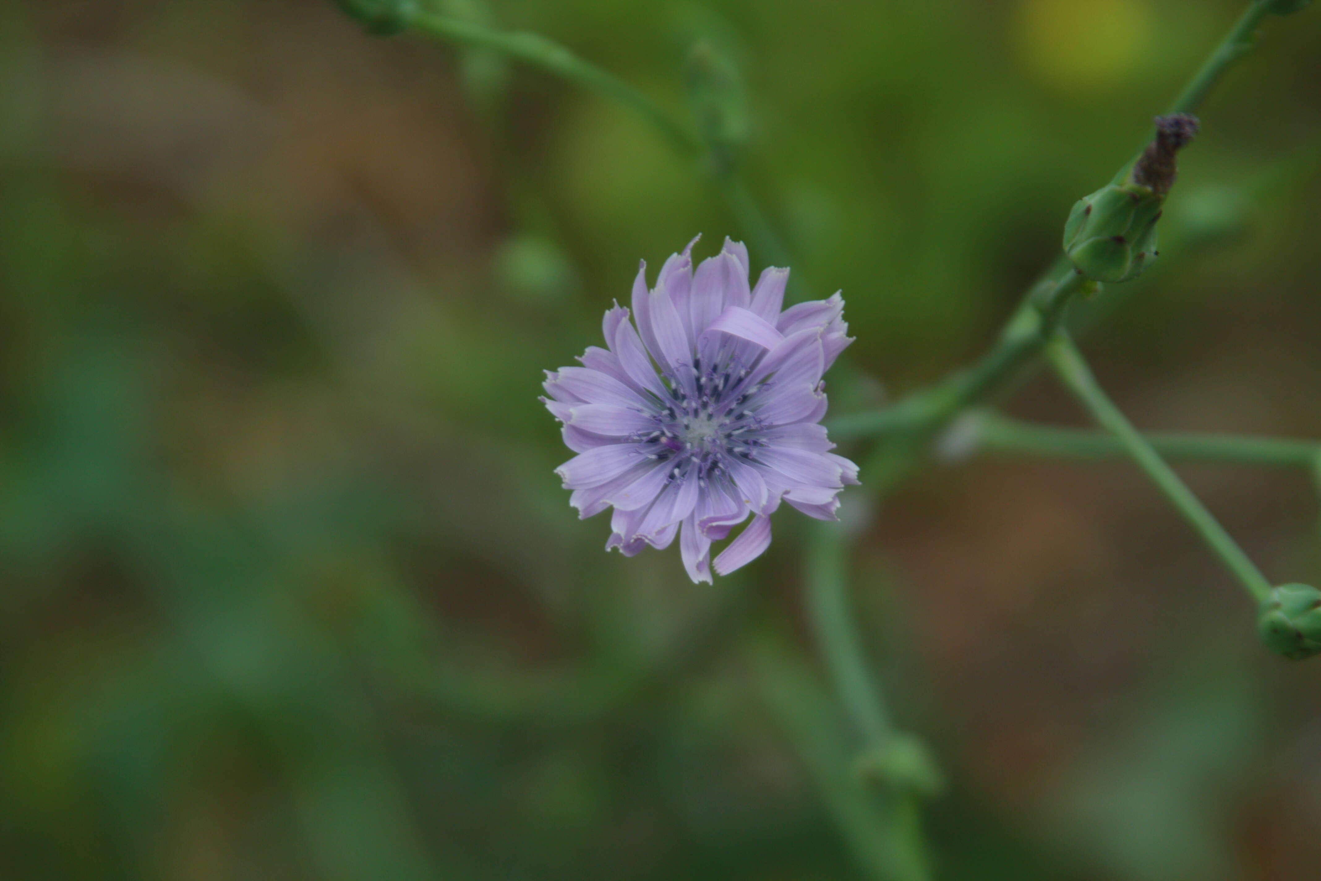 Image of Cichorium pumilum Jacq.