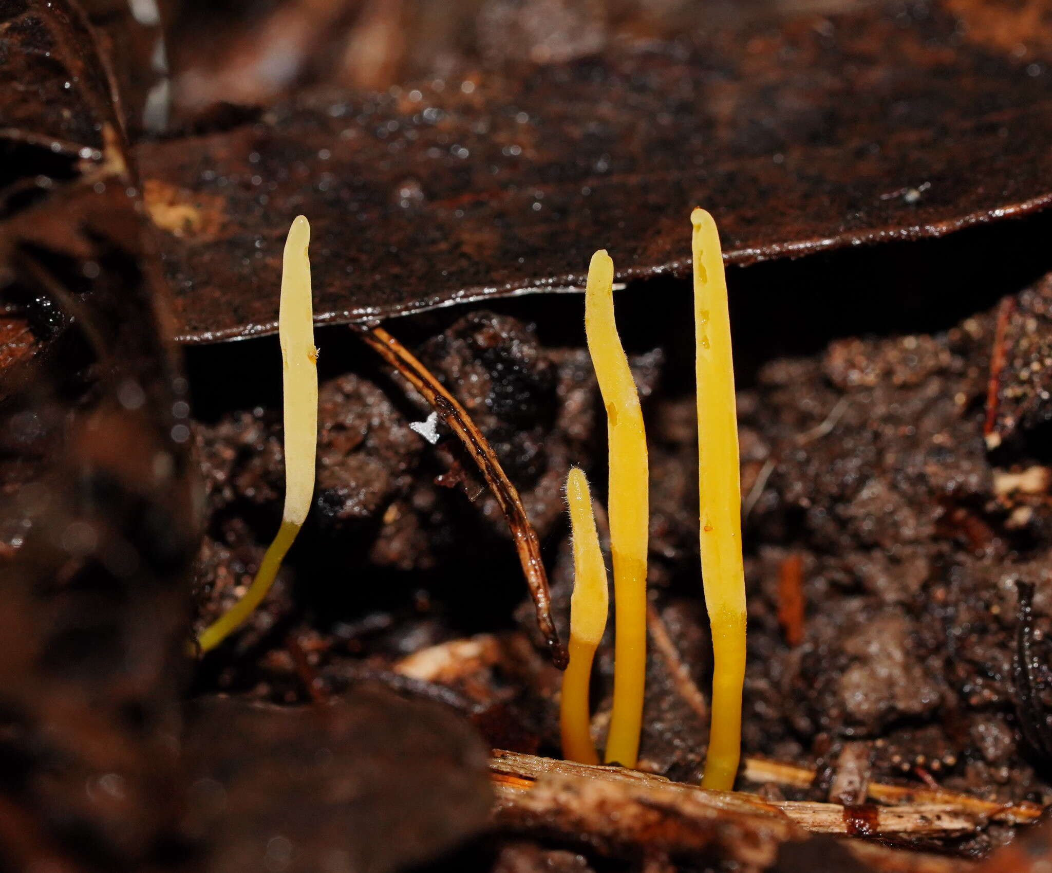 Image of Clavaria tenuipes Berk. & Broome 1848