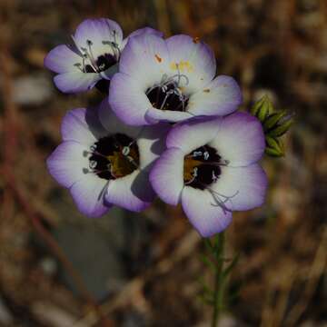 Image of bird's-eye gilia