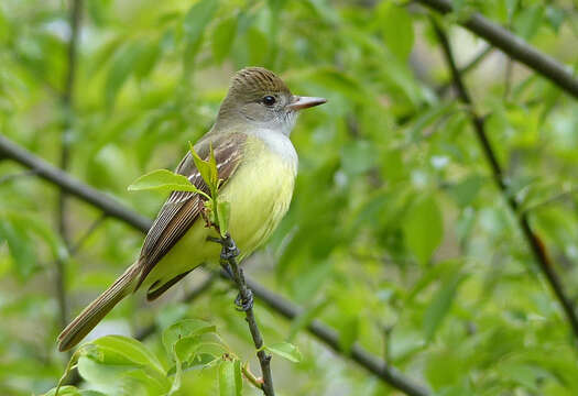 Image of Great Crested Flycatcher