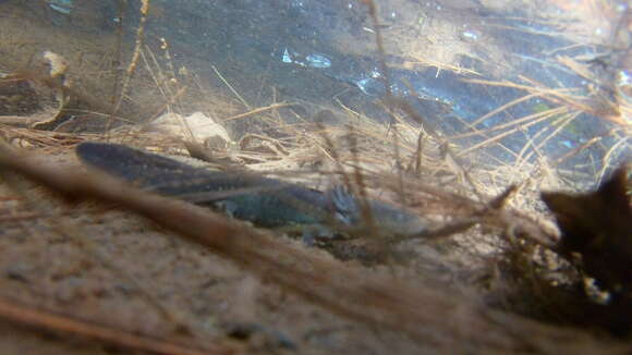 Image of Michoacan Stream Salamander