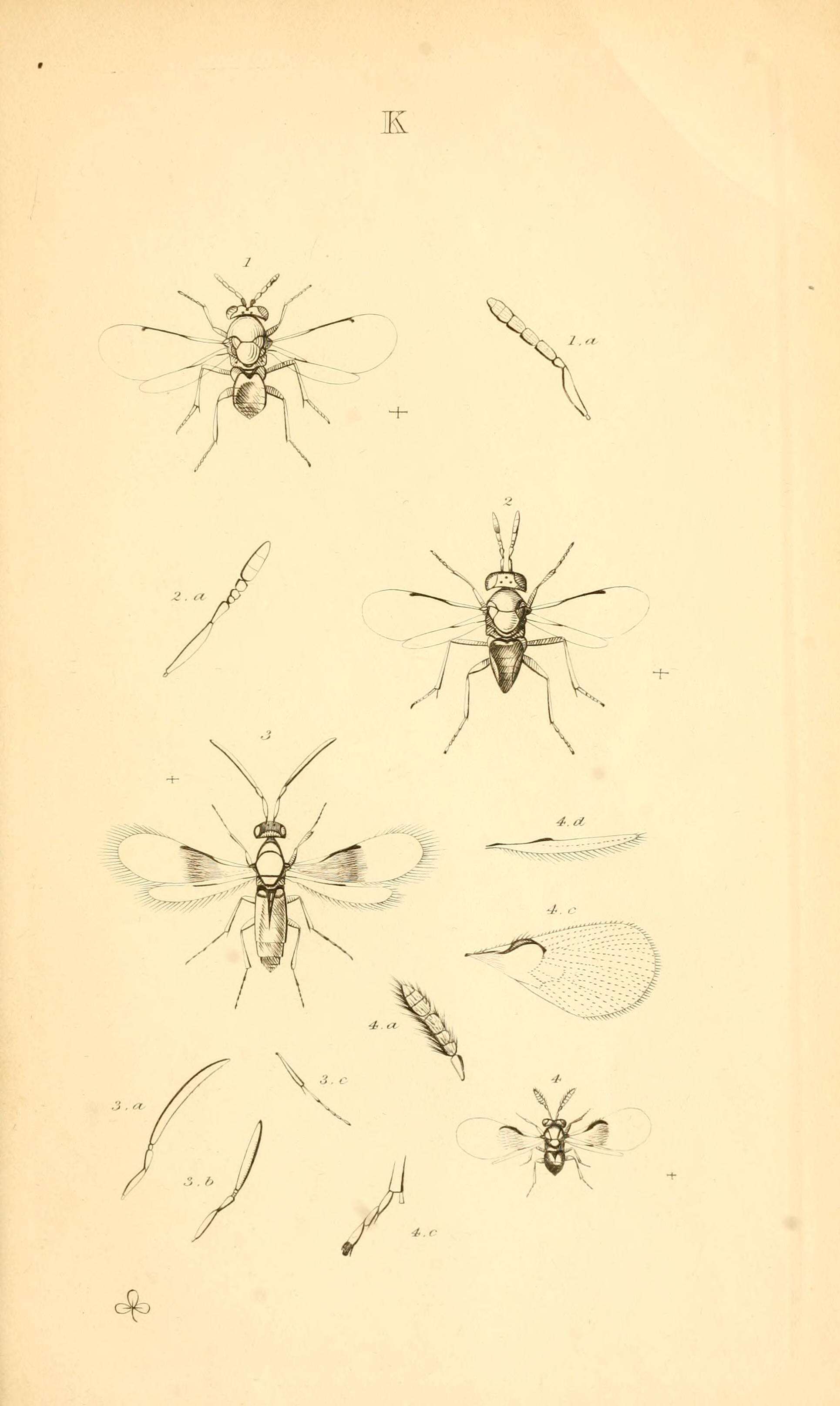 Aphelinus abdominalis (Dalman 1820) resmi