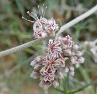 Image of longstem buckwheat