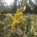 Solidago latissimifolia Mill.的圖片