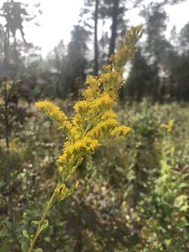 Imagem de Solidago latissimifolia Mill.