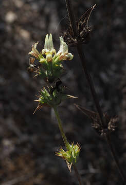 Image of Sideritis pullulans Vent.