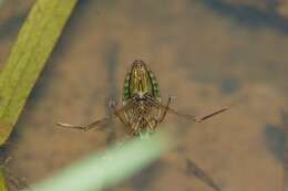 Image of Water boatman